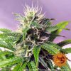 Blue Cheese Auto de Barney's Farm