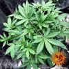 Blue Cheese Auto de Barney's Farm
