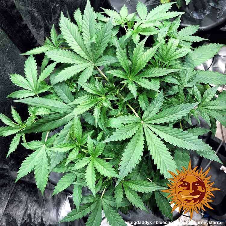Blue Cheese Auto de Barney's Farm