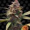 Ayahuasca Purple feminizada de Barney's Farm