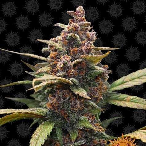 Ayahuasca Purple feminizada de Barney's Farm