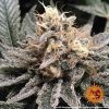 Ayahuasca Purple feminizada de Barney's Farm