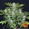 Ayahuasca Purple feminizada de Barney's Farm
