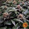 Ayahuasca Purple feminizada de Barney's Farm