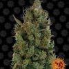 Blueberry Cheese feminizada de Barney's Farm