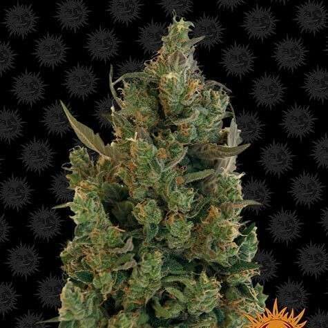 Blueberry Cheese feminizada de Barney's Farm