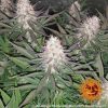 Blueberry Cheese feminizada de Barney's Farm