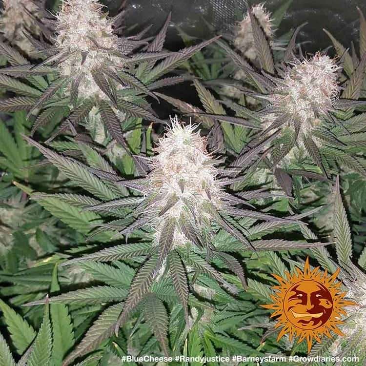 Blueberry Cheese feminizada de Barney's Farm