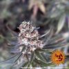 Blueberry Cheese feminizada de Barney's Farm
