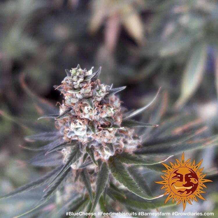 Blueberry Cheese feminizada de Barney's Farm