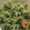 Blueberry Cheese feminizada de Barney's Farm