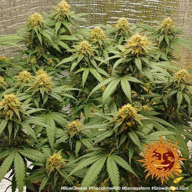 Blueberry Cheese feminizada de Barney's Farm