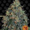 Blueberry OG feminizada de Barney's Farm