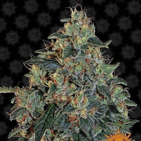Blueberry OG feminizada de Barney's Farm