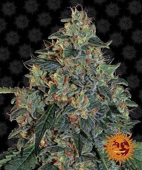 Blueberry OG feminizada de Barney's Farm