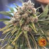 Blueberry OG feminizada de Barney's Farm