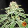 Blueberry OG feminizada de Barney's Farm
