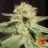 Blueberry OG feminizada de Barney's Farm