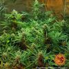 Blueberry OG feminizada de Barney's Farm