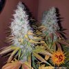 Cookies Kush feminizada de Barney's Farm