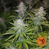 Cookies Kush feminizada de Barney's Farm