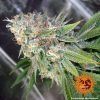 Cookies Kush feminizada de Barney's Farm