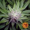 Cookies Kush feminizada de Barney's Farm