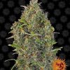 Critical Kush Auto de Barney's Farm