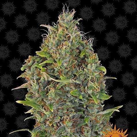 Critical Kush Auto de Barney's Farm