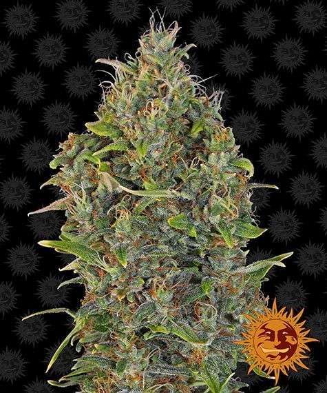 Critical Kush Auto de Barney's Farm