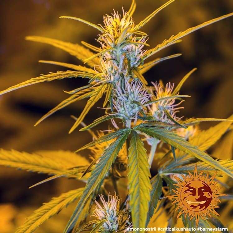Critical Kush Auto de Barney's Farm