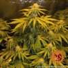 Critical Kush Auto de Barney's Farm