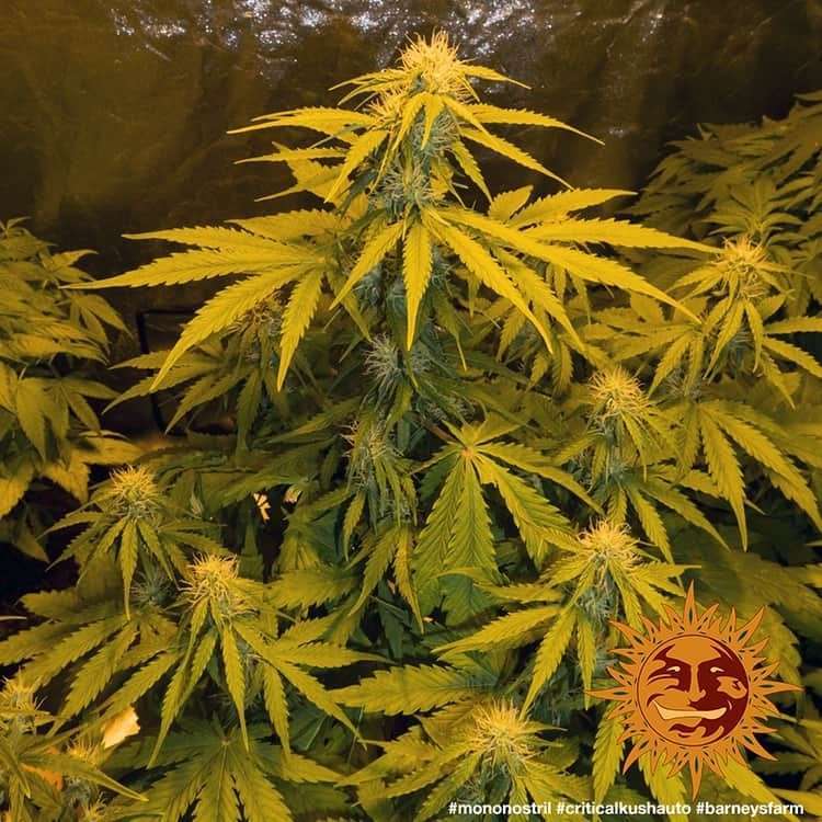 Critical Kush Auto de Barney's Farm
