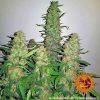 Critical Kush feminizada de Barney's Farm