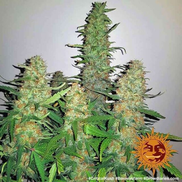 Critical Kush feminizada de Barney's Farm