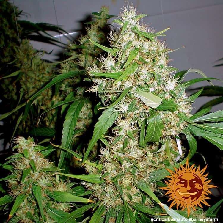 Critical Kush Auto de Barney's Farm