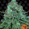 Critical Kush feminizada de Barney's Farm