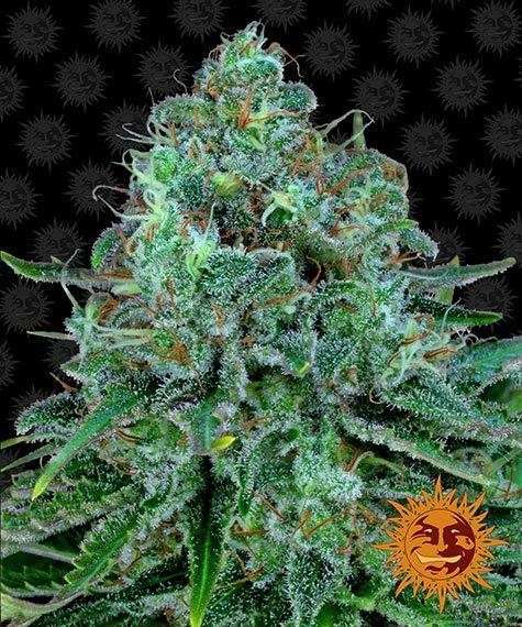Critical Kush feminizada de Barney's Farm