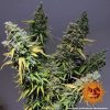 Critical Kush feminizada de Barney's Farm
