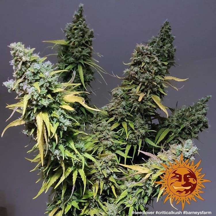 Critical Kush feminizada de Barney's Farm