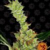 Dr. Grinspoon feminizada de Barney's Farm