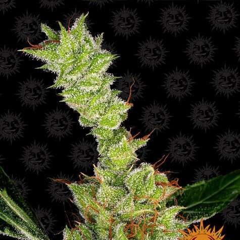 Dr. Grinspoon feminizada de Barney's Farm
