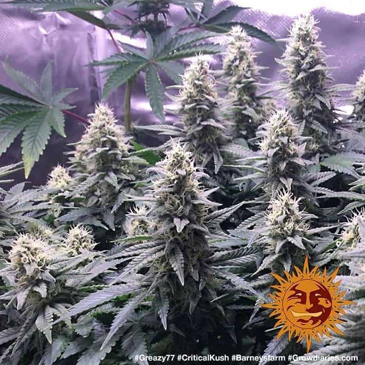 Critical Kush feminizada de Barney's Farm