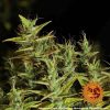 Dr. Grinspoon feminizada de Barney's Farm