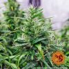 Dr. Grinspoon feminizada de Barney's Farm
