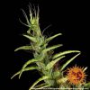 Dr. Grinspoon feminizada de Barney's Farm