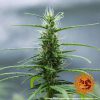 Dr. Grinspoon feminizada de Barney's Farm