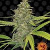 G13 Haze feminizada de Barney's Farm