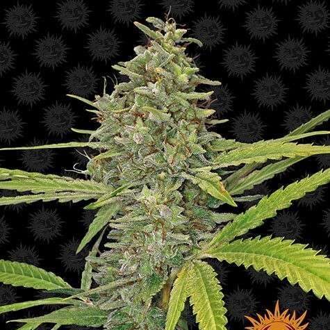G13 Haze feminizada de Barney's Farm