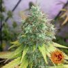 G13 Haze feminizada de Barney's Farm